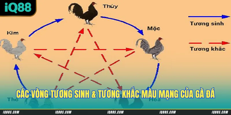 Các vòng tương sinh & tương khắc màu mạng của gà đá