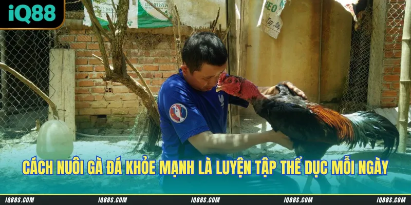 Cách nuôi những chú gà đá khỏe mạnh là cho chúng luyện tập thể dục mỗi ngày
