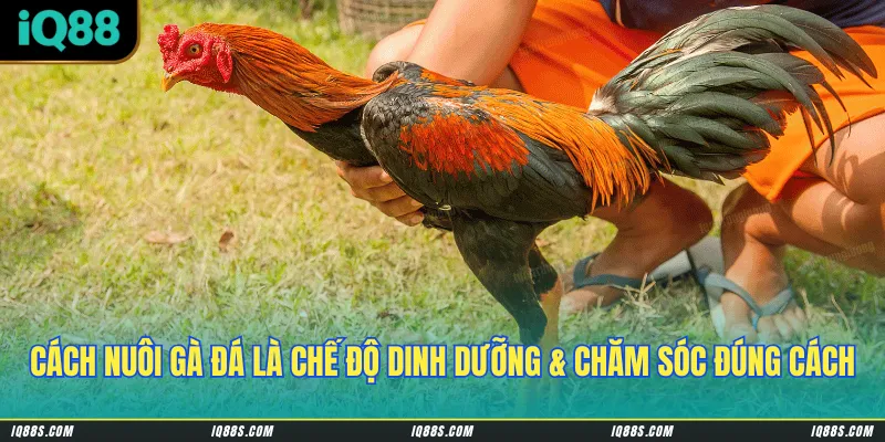 Cách nuôi gà đá là chế độ dinh dưỡng hợp lý kết hợp với tập luyện, chăm sóc đúng cách