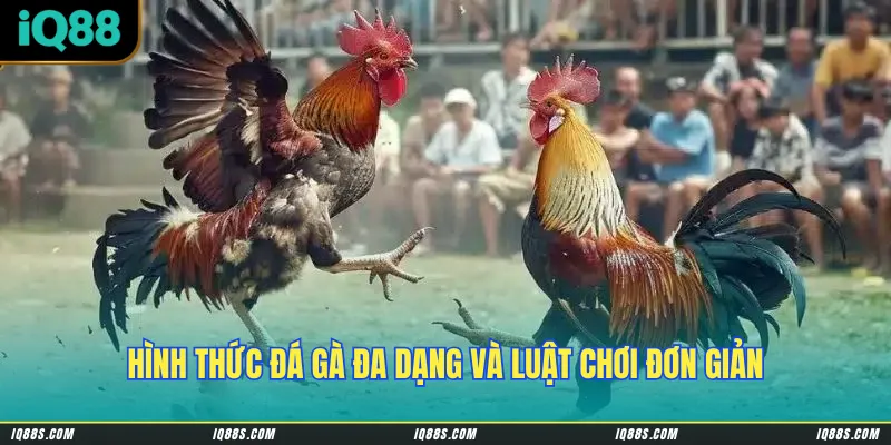 Hình thức đá gà đa dạng và luật chơi đơn giản