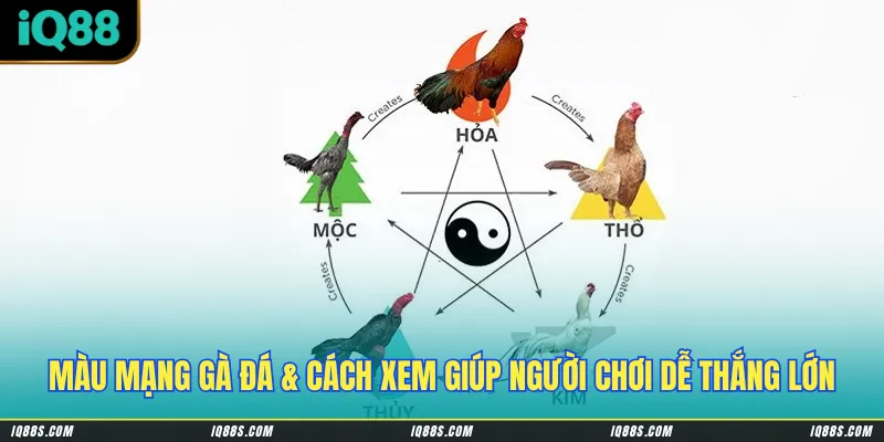 Màu mạng gà đá & cách xem giúp người chơi dễ thắng lớn