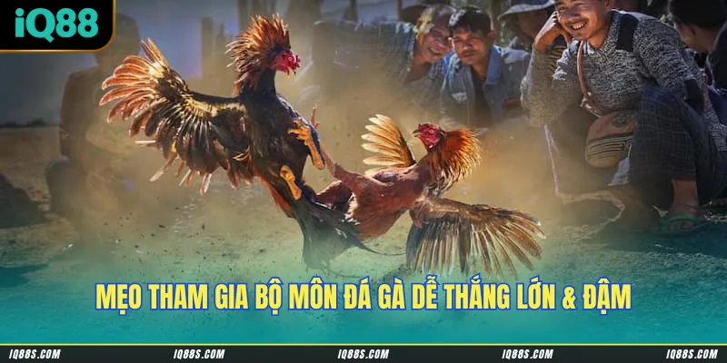Mẹo tham gia bộ môn đá gà dễ thắng lớn & đậm