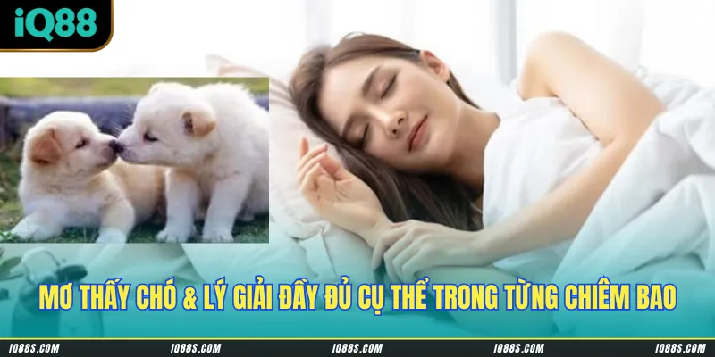 Mơ thấy chó & lý giải đầy đủ cụ thể trong từng chiêm bao
