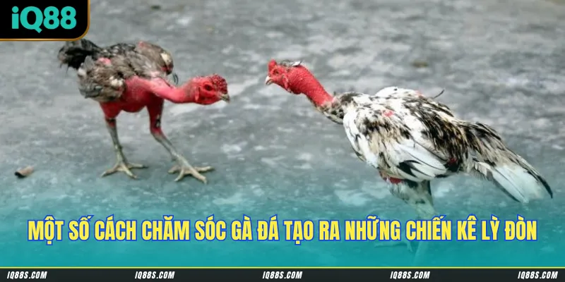 Một số cách chăm sóc gà đá tạo ra những chiến kê lỳ đòn