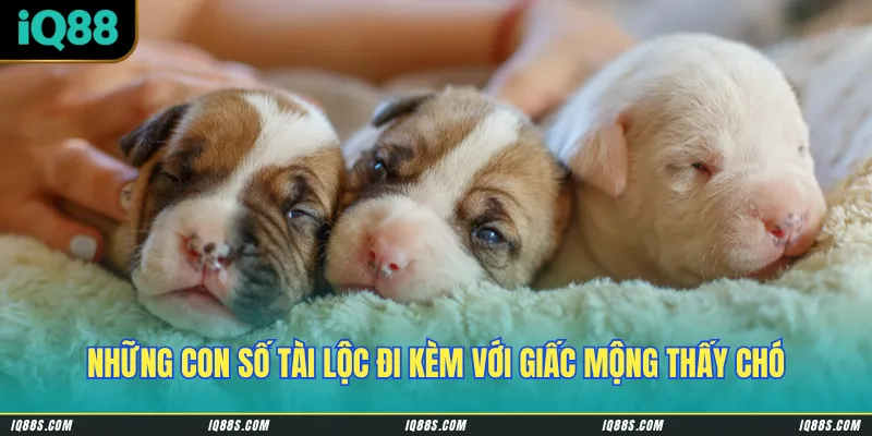 Những con số tài lộc đi kèm với giấc mộng thấy chó