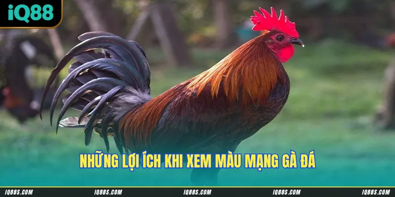 Những lợi ích khi xem màu mạng gà đá