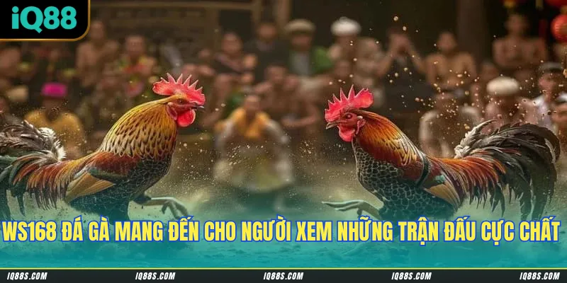 WS168 đá gà mang đến cho người xem những trận đấu cực chất & thú vị