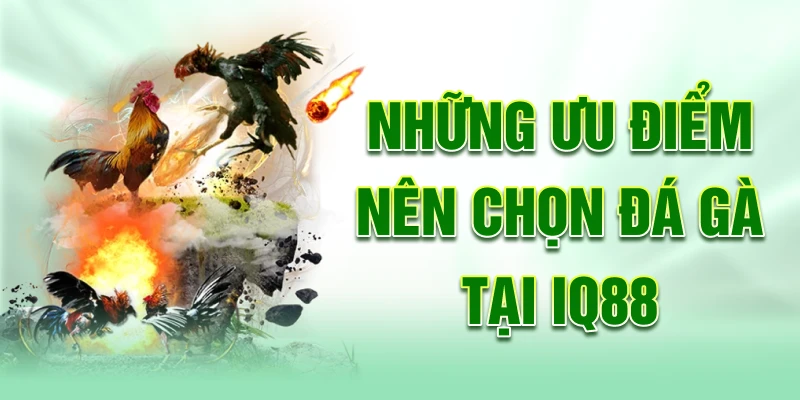 Nhung-uu-diem-nen-chon-da-ga-tai-iq88