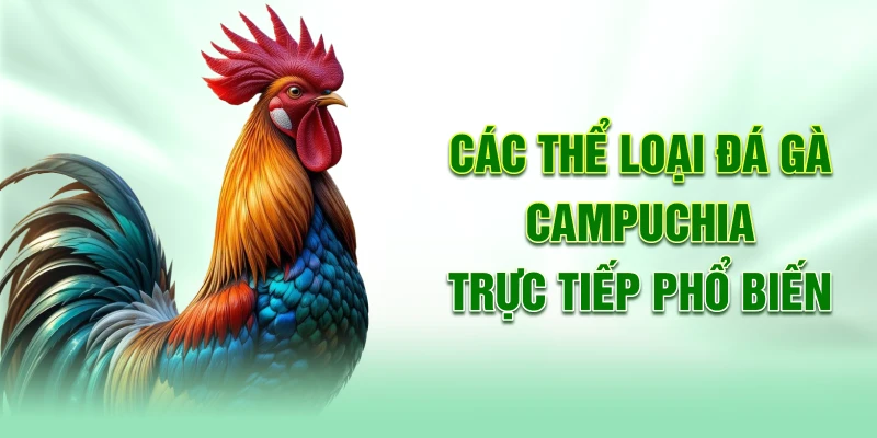 Các thể loại đá gà Campuchia trực tiếp phổ biến