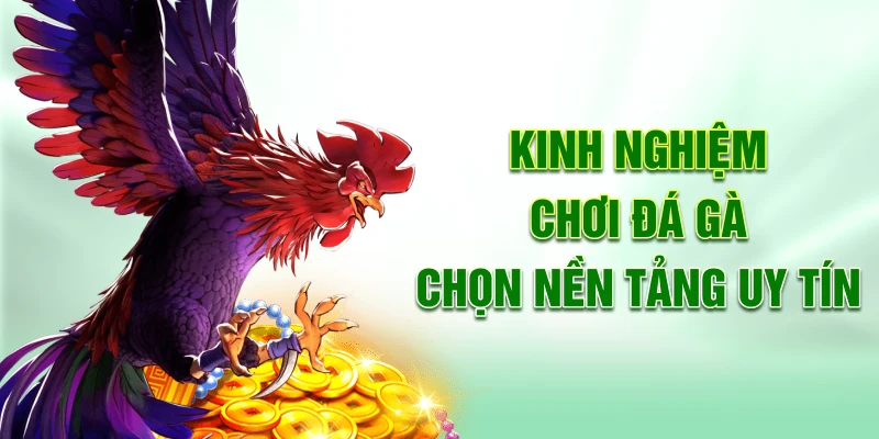 Kinh nghiệm chơi đá gà chọn nền tảng uy tín