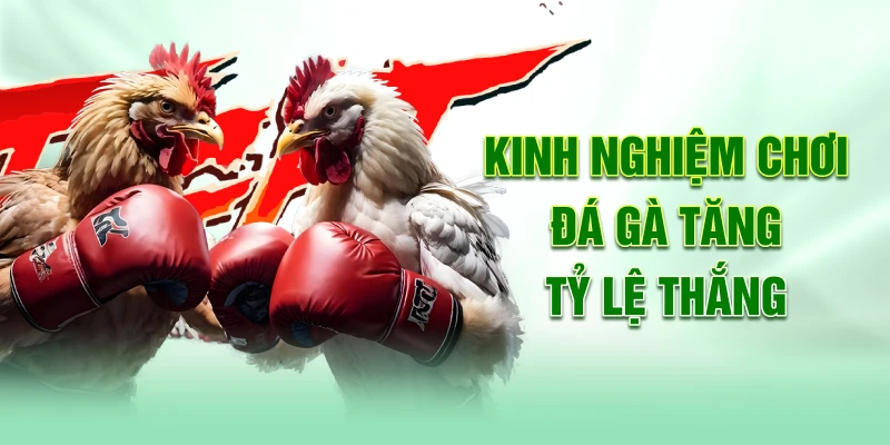 Kinh nghiệm chơi đá gà tăng tỷ lệ thắng