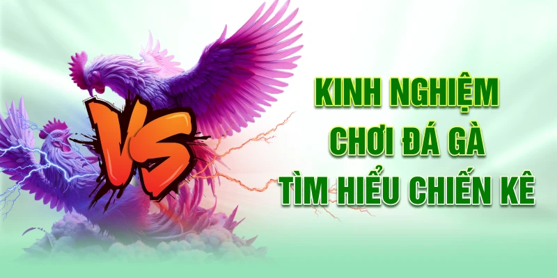 Kinh nghiệm chơi đá gà tìm hiểu chiến kê