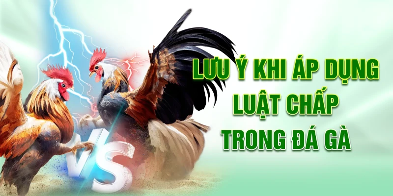 Lưu ý khi áp dụng luật chấp trong đá gà
