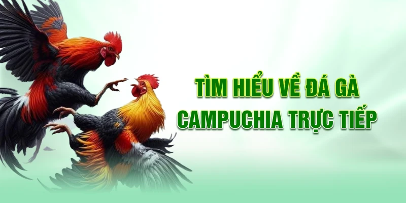 Tìm hiểu về đá gà Campuchia trực tiếp